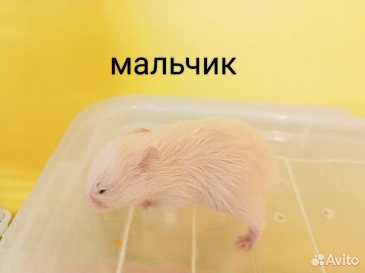 Сирийские хомячки
