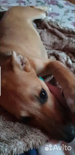 Собака в добрые руки