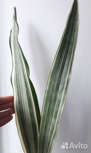 Сансевиерия Siam Silver/Manolin/Metallica