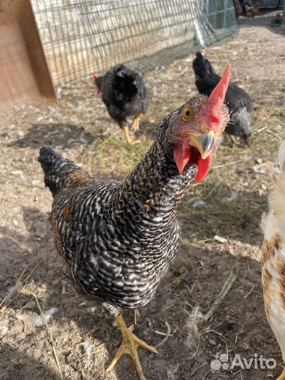 Куры домашние