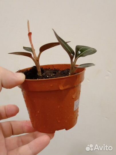 Орхидея Лудизия