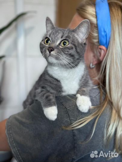 Кошка малышка из приюта