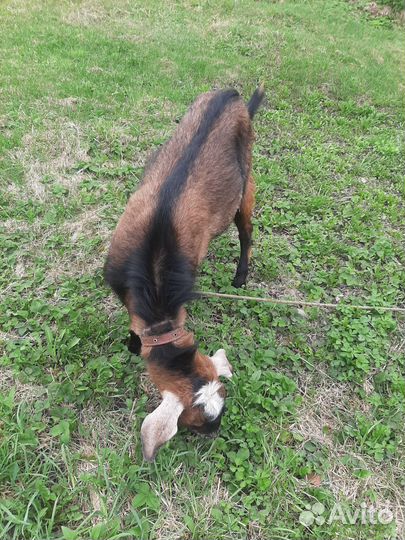 Козел нубийский