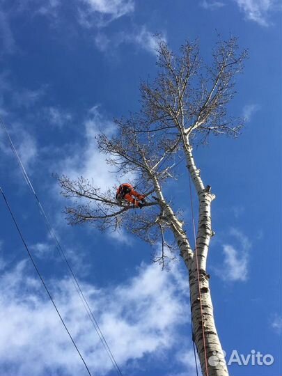 Спил деревьев