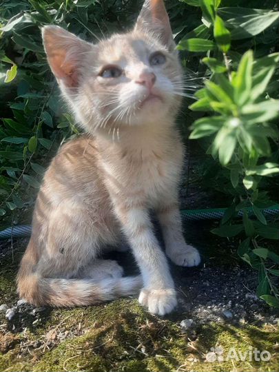 Рыжий котенок в дар бесплатно