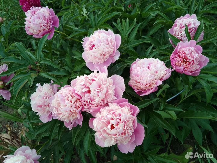 Пионы саженцы