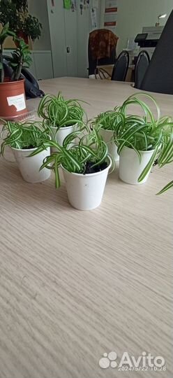 Хлорофитум кудрявый