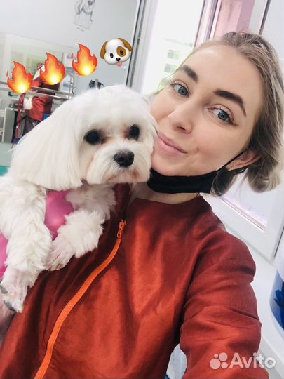 Стрижка собак и кошек-груминг люберцы(Реутов)