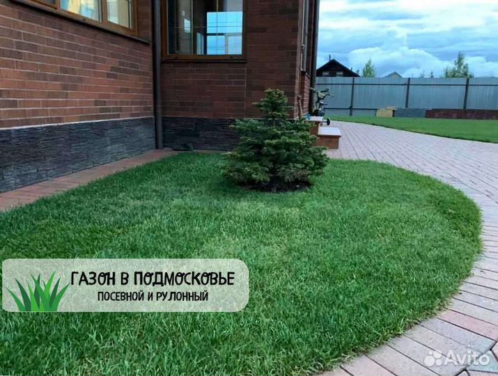 Рулонный газон, газон посевной