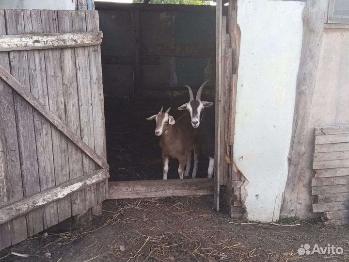 Козы дойные