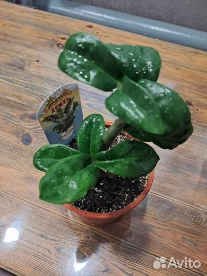 Замиокулькас зензи жук