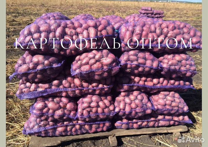Картофель оптом