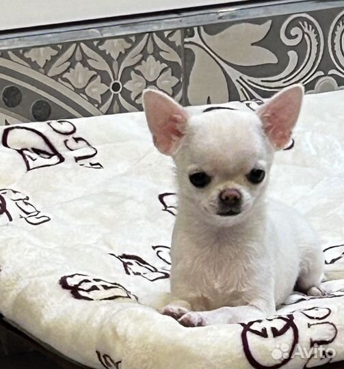Чихуахуа гладкошерстные девочки