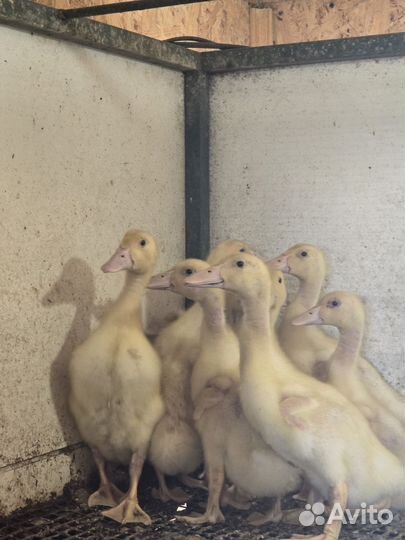 Утки бройлерные. подрощенные