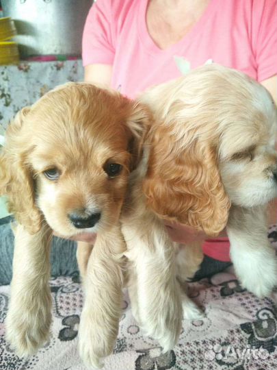 Кокер спаниель