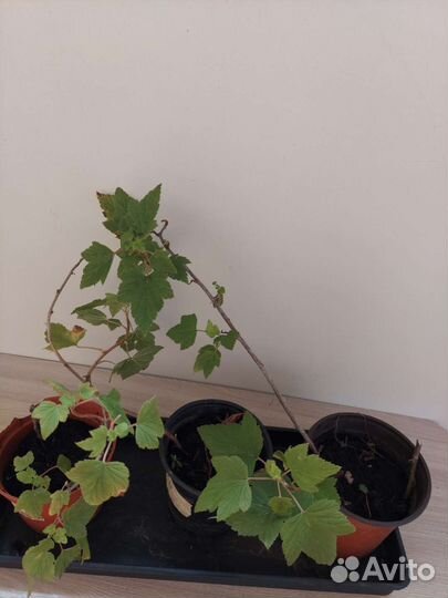 Черная смородина, сорт 