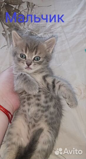 Шотландские котята