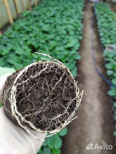 Рассада огурцов