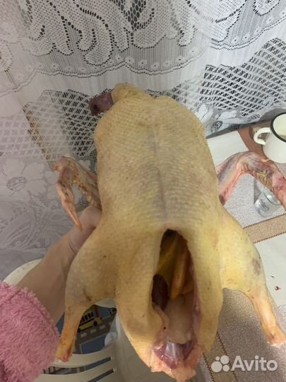 Мясо утки, гуся домашнее