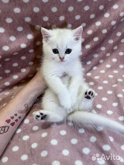 Британский котенок