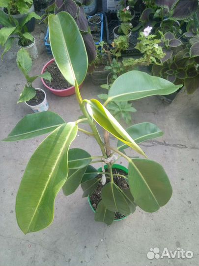 Фикус каучуконосный