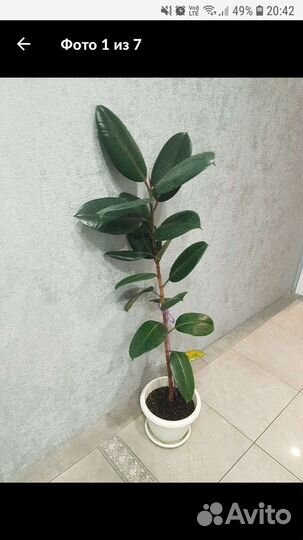 Фикус каучуконосный