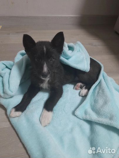 Отдам щенка