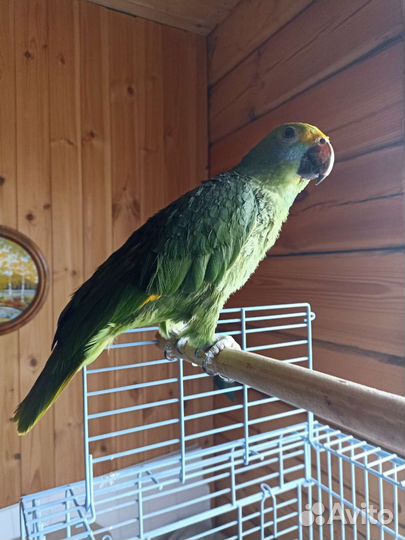 Попугай амазон