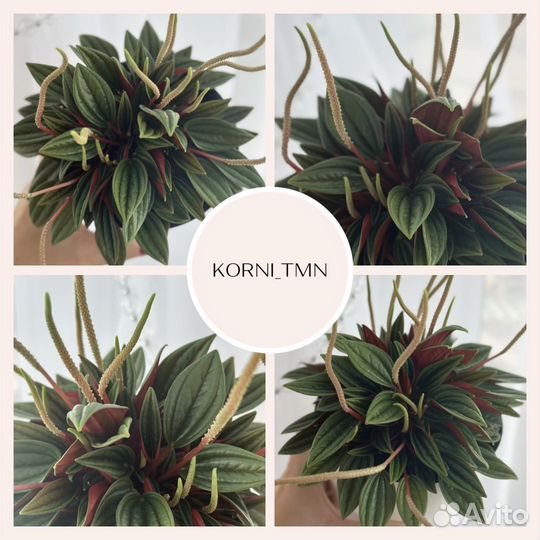 Пеперомия Россо