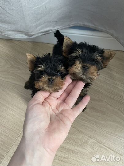 Шкодные мини детки