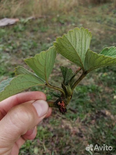 Рассада клубники