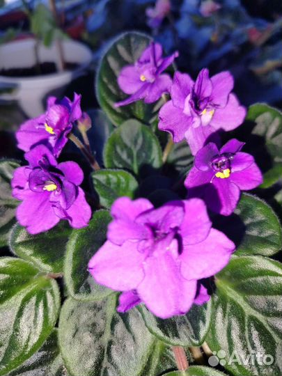 Фиалка в горшках