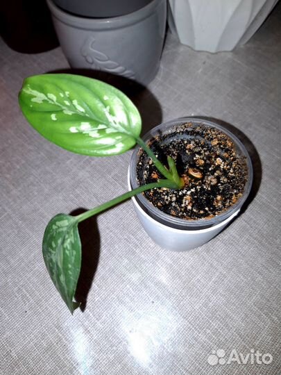 Комнатные растения