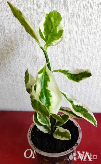 Педилантус, пеларгония