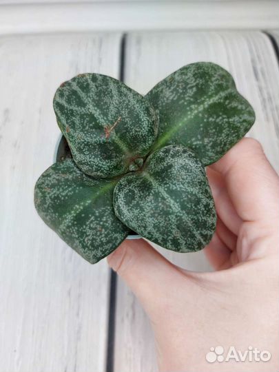 Крассула, криптантус