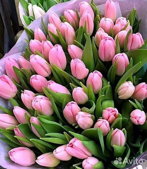 Тюльпаны оптом