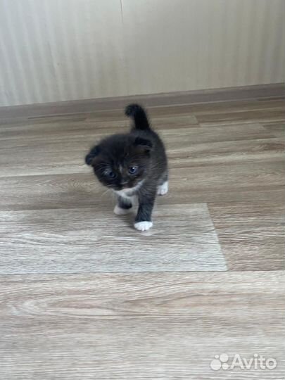 Кошки в добрые руки бесплатно