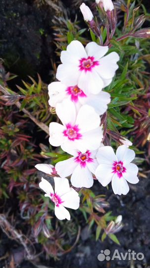 Флокс шиловидный