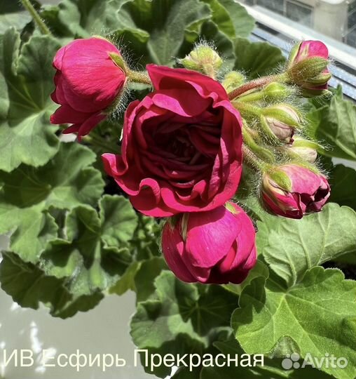 Пеларгонии новинки