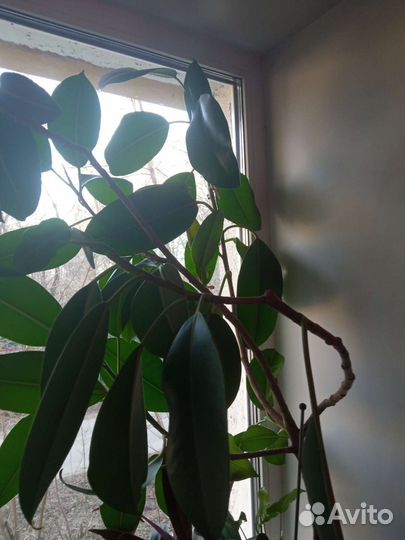 Молочай,цветы