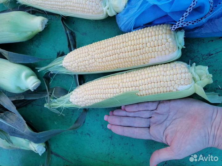 Сладкая кукуруза