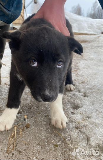 Западно сибирская лайка