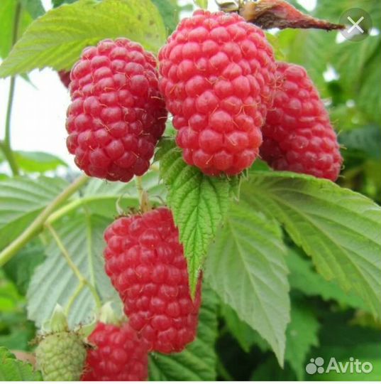 Саженцы малины Гусар