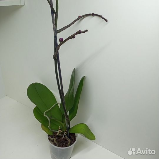 Орхидея микс разноцветеые