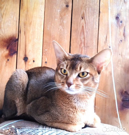 Продажа племенного кота