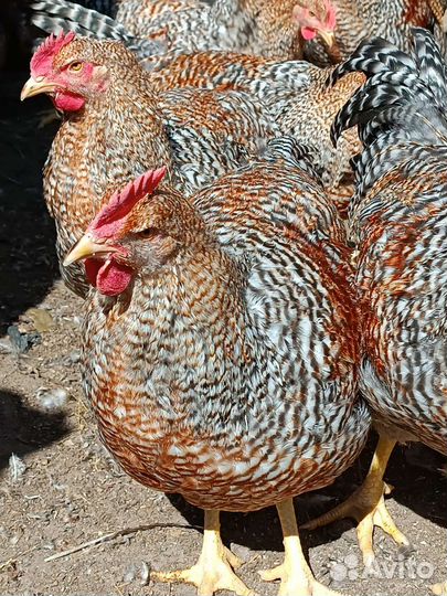 Куры,Петухи Билефельдер