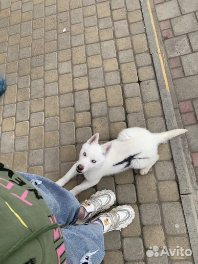 Сибирский хаски