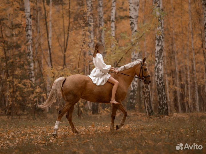 Лошади, лошадь