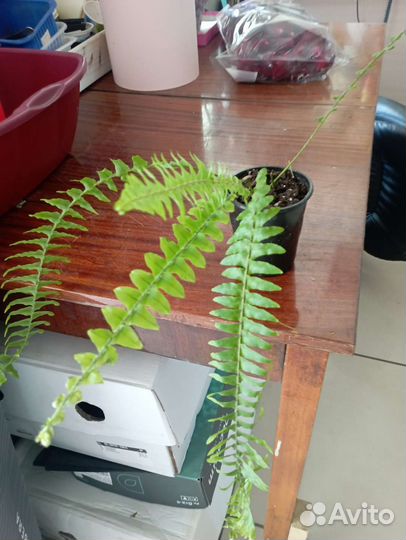 Комнатные цветы