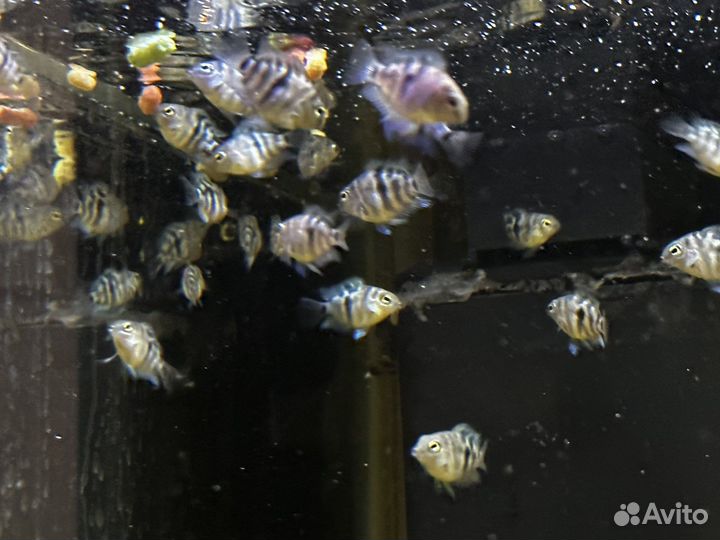 Рыбки сапфировый попугай